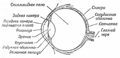 Строение глаза рисунок легкий